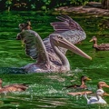 0307-duisburg zoo - pelicans