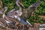 0309-duisburg zoo - pelicans