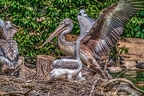 0313-duisburg zoo - pelicans