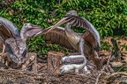 0316-duisburg zoo - pelicans