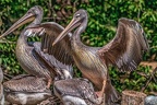 0318-duisburg zoo - pelicans
