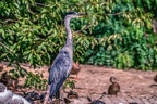 0328-duisburg zoo - gray heron