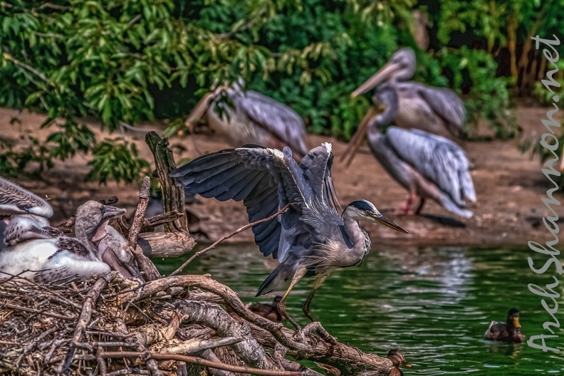 0331-duisburg zoo - gray heron.jpg
