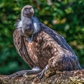 0332-duisburg zoo - griffon vulture