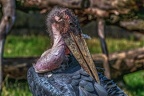 0337-duisburg zoo - african marabou