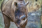 0350-duisburg zoo - white rhinoceros