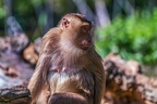 0360-zoom gelsenkirchen - pig monkey