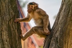0362-zoom gelsenkirchen - pig monkey