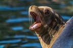 0375-zoom gelsenkirchen - california sea lion