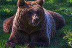 0378-zoom gelsenkirchen - kodiak bear