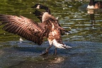 0388-zoom gelsenkirchen - goose