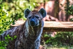 0395-zoom gelsenkirchen - spotted hyena