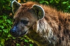 0397-zoom gelsenkirchen - spotted hyena