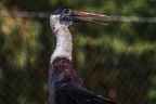 0398-zoo koeln - woolneck stork