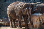 0399-zoo koeln - asian elephant