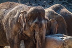 0400-zoo koeln - asian elephant