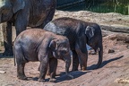 0403-zoo koeln - asian elephant