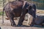 0405-zoo koeln - asian elephant