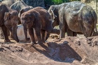 0407-zoo koeln - asian elephant