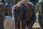 0409-zoo koeln - asian elephant