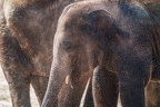 0425-zoo koeln - asian elephant
