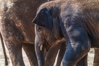0426-zoo koeln - asian elephant