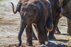 0428-zoo koeln - asian elephant