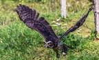 0432-zoo koeln - air show - owl