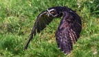 0433-zoo koeln - air show - owl