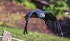 0439-zoo koeln - air show - grey parrot
