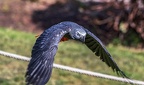 0440-zoo koeln - air show - grey parrot
