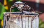 0452-zoo koeln - air show - laughing hans kookaburra