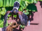 0454-zoo koeln - air show - buzzard