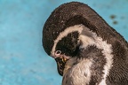 0480-zoo koeln - humboldt penguin