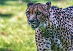 0489-all-weather zoo munster-gepard