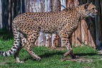 0496-all-weather zoo munster-gepard