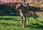 0497-all-weather zoo munster-gepard