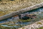 0532-all-weather zoo munster-oystercatcher