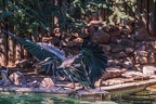 0536-all-weather zoo munster-gray heron