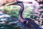 0540-all-weather zoo munster-gray heron