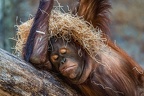 0553-all-weather zoo munster-orang-utan