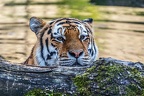 0564-all-weather zoo munster-tiger
