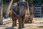 0571-all-weather zoo munster-asian elephant