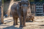0572-all-weather zoo munster-asian elephant