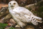 004-snowy owl