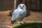 006-snowy owl