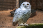 007-snowy owl