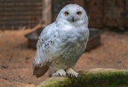 008-snowy owl
