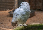 009-snowy owl