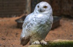 011-snowy owl